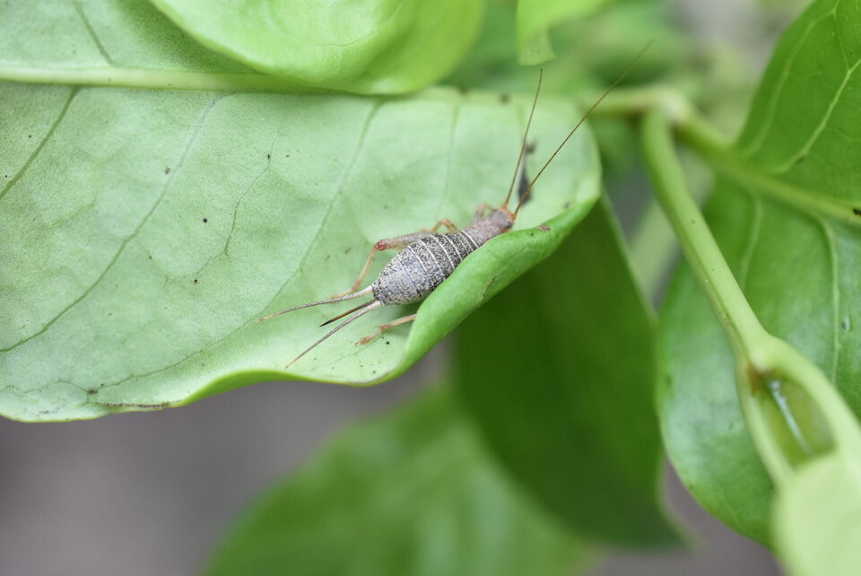 Gryllodes sigillatus (femelle) - Grillon domestique tropical - GRYLLIDAE - Exotique