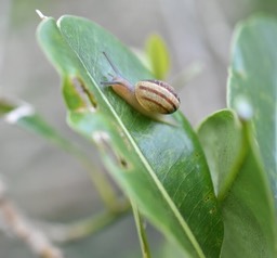 Helix aspersa - Petit gris (juvenile) - HELICIDAE - Europe