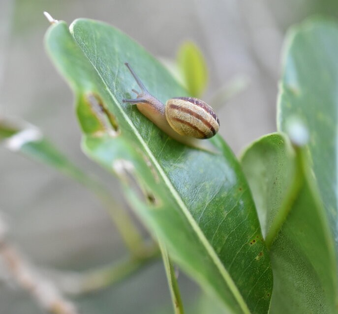 Helix aspersa - Petit gris (juvenile) - HELICIDAE - Europe