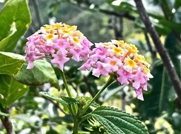 Lantana camara.galabert .verbenaceae.IMG_8468