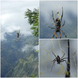Nephila inaurata - Bibe (mâle au dessus de la femelle) - NEPHILIDAE - Endémique des Mascareignes 
