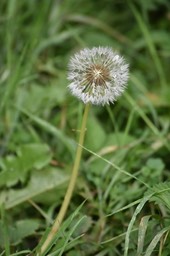 Taraxacum sp - Pissenlit - ASTERACEAE - Potentiellement envahissant