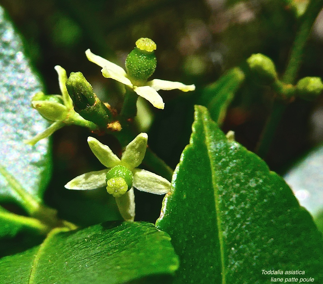 Toddalia asiatica .liane patte poule. rutaceae.indigène Réunion.P1030448