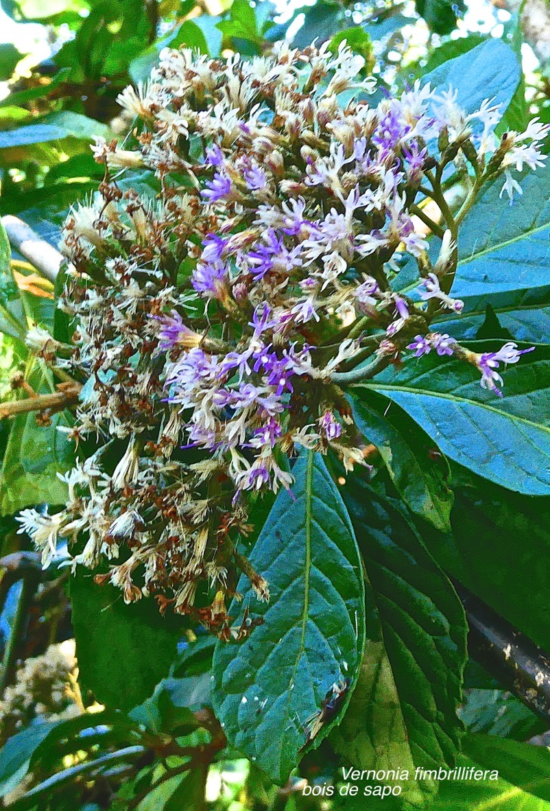 Vernonia fimbrillifera. bois de sapo.bois de source.asteraceae. endémique Réunion.P1030107