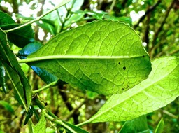Claoxylon parviflorum.bois d'oiseaux.euphorbiaceae . endémique Mascareignes .