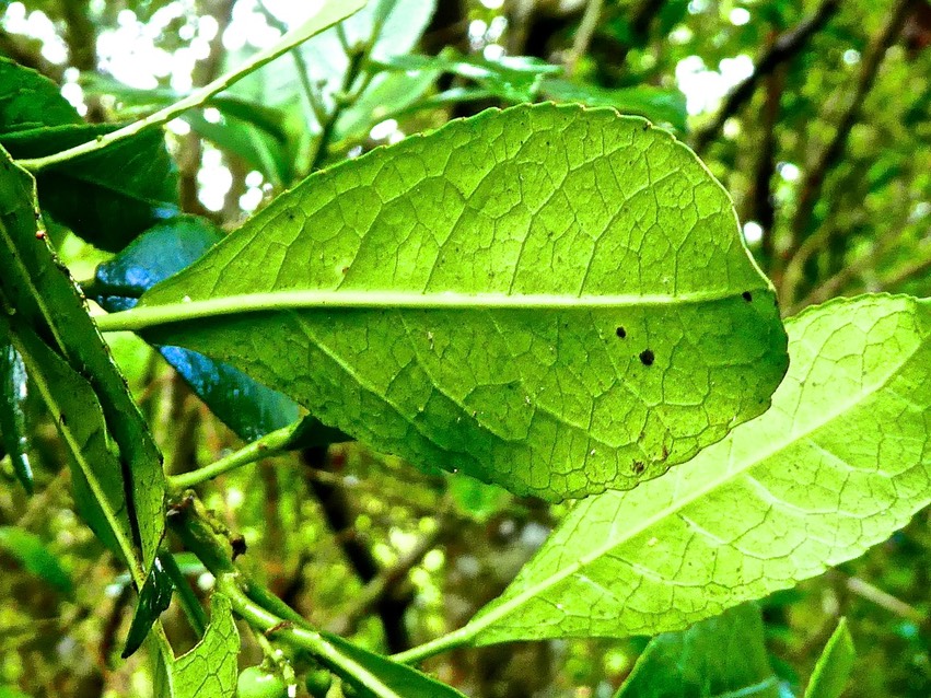 Claoxylon parviflorum.bois d'oiseaux.euphorbiaceae . endémique Mascareignes .