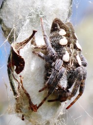 Cyrtophora citricola sur un cocon ovigère (2)