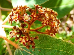 Dombeya ferruginea subsp borbonica . petit mahot noir. malvaceae . endémiqe Réunion 