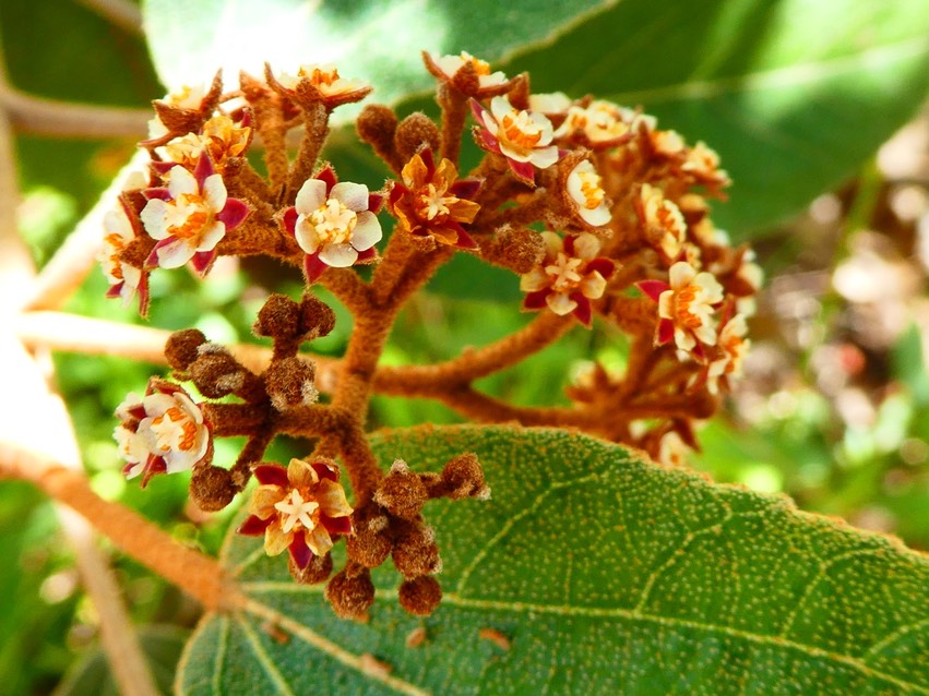 Dombeya ferruginea subsp borbonica . petit mahot noir. malvaceae . endémiqe Réunion 