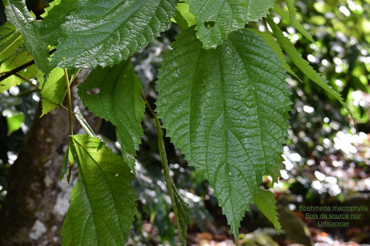 DSC_9854