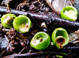 Fruits d'Allophylus borbonicus mangés par les oiseaux