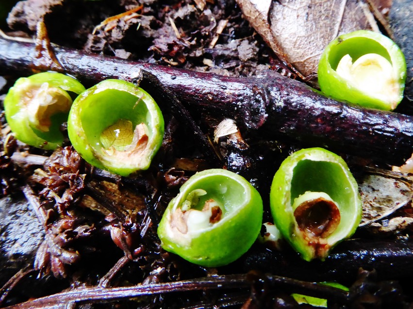 Fruits d'Allophylus borbonicus mangés par les oiseaux