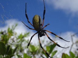 Nephila inaurata - Bibe jaune - NEPHILIDAE - Endémique Mascareignes