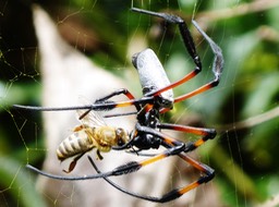 Néphile et abeille. L'abeille a sorti son dard et émis un goutte de venin en vain (3)