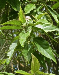P1610033