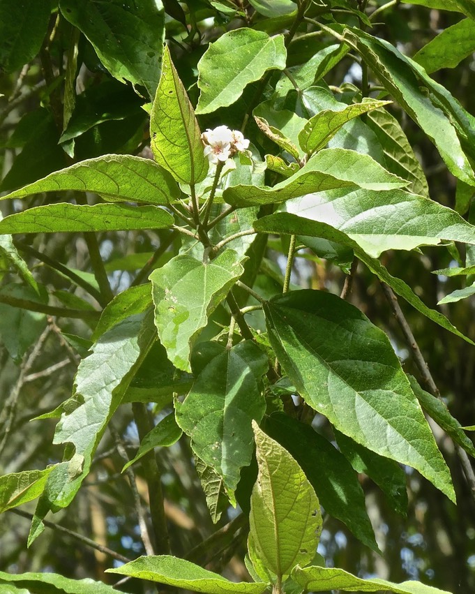 P1610033