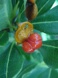 Pittosporum senecia - Joli coeur - PITTOSPORACEAE - Indigène Réunion