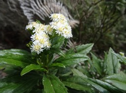 Psiadia dentata - Ti mangue - ASTERACEAE - Endémique Réunion