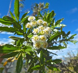 Psiadia dentata.Ti mangue.bois collant.asteraceae. endémique Réunion 