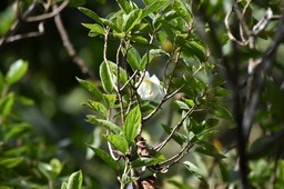 Trochetia granulata - Bois de clochette