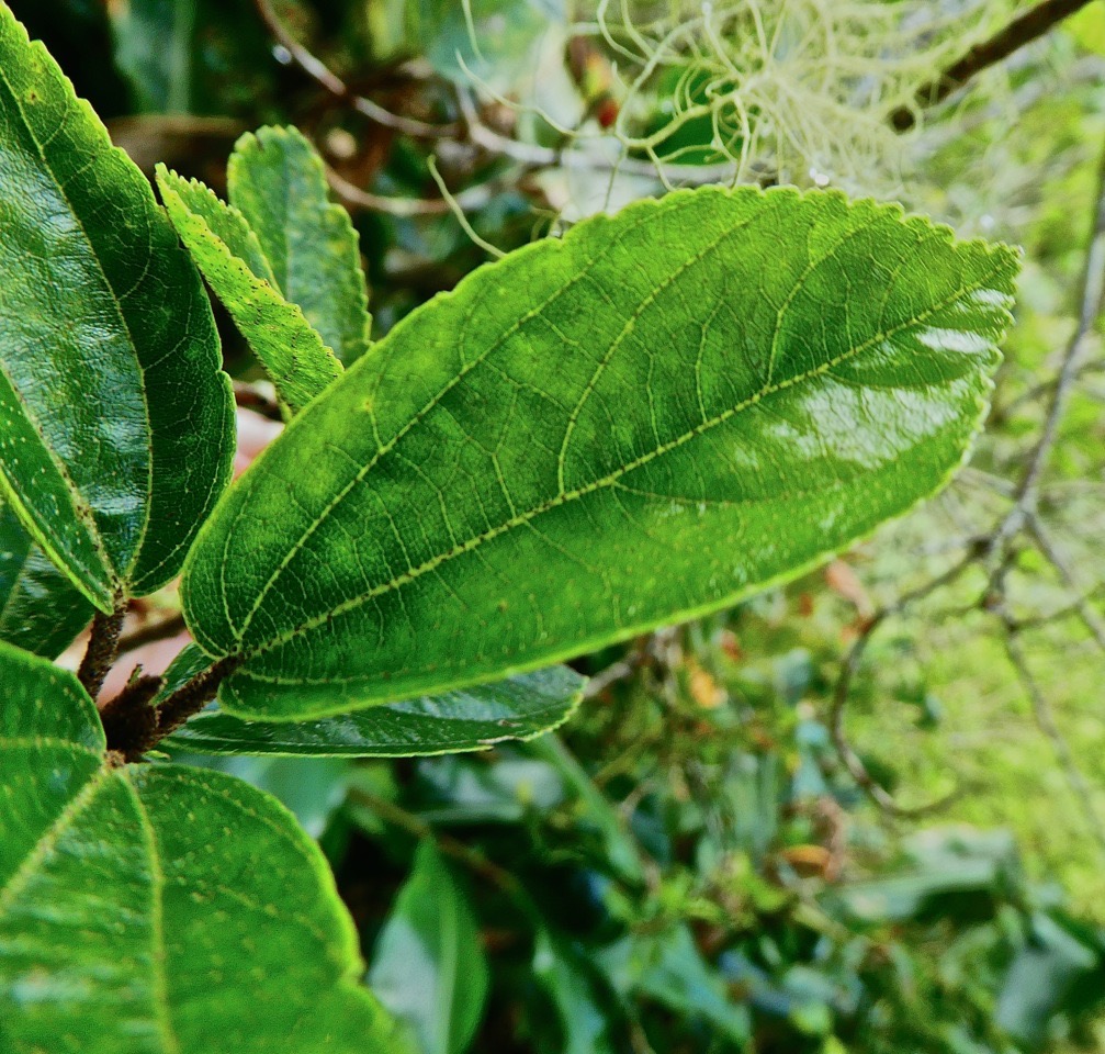Trochetia granulata .dombeyoideae P1610080