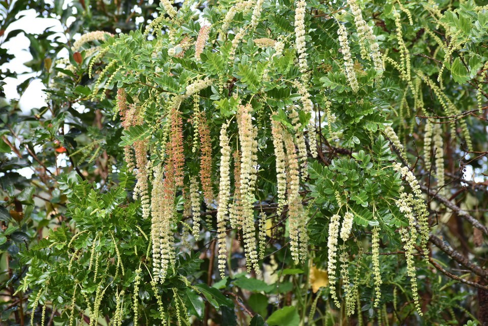 Weinmannia tinctoria - Tan Rouge - CUNONIACEAE - Endémique Réunion, Maurice