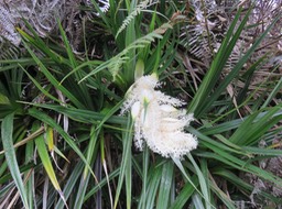 11 Inflorescence de Pandanus sylvestris - Petit Pimpin - Pandanacée - B