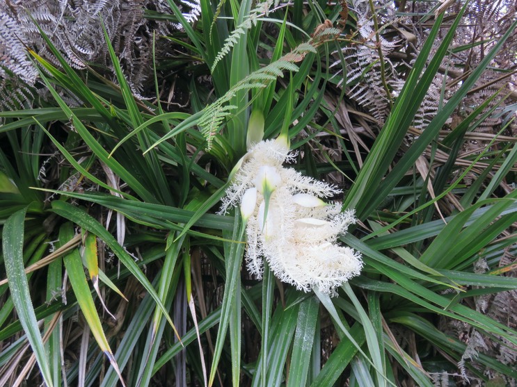 11 Inflorescence de Pandanus sylvestris - Petit Pimpin - Pandanacée - B