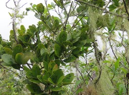 15 Pleurostylia pachyphloea - Bois d'olive gros peau - Célastracée - B