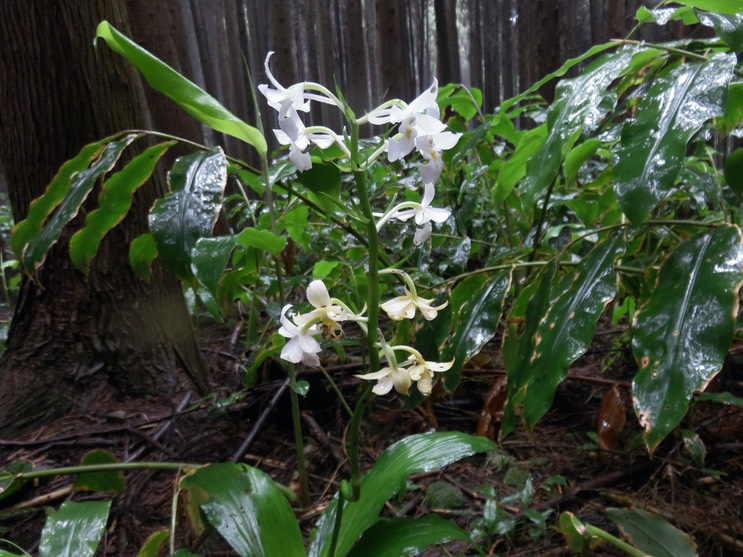 23  Blanche Calanthe sylvatica - ORCHIDACEAE-I IMG_1776.JPG