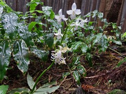 24 Calanthe sylvatica - ORCHIDACEAE-I