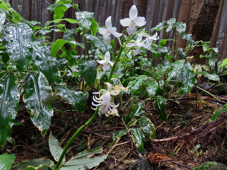 24 Calanthe sylvatica - ORCHIDACEAE-I