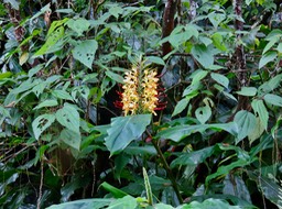 4 Hedychium gardnerianum - Longose à fleurs jaunes - Zingiberaceae - Exo.