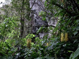 5 Hedychium gardnerianum - Longose à fleurs jaunes - Zingiberaceae - Exo.