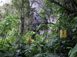 6 Hedychium gardnerianum - Longose à fleurs jaunes - Zingiberaceae - Exo.