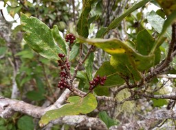 Antidesma madagascariense - Bois de cabri blanc - PHYLLANTACEAE - Indigène Réunion
