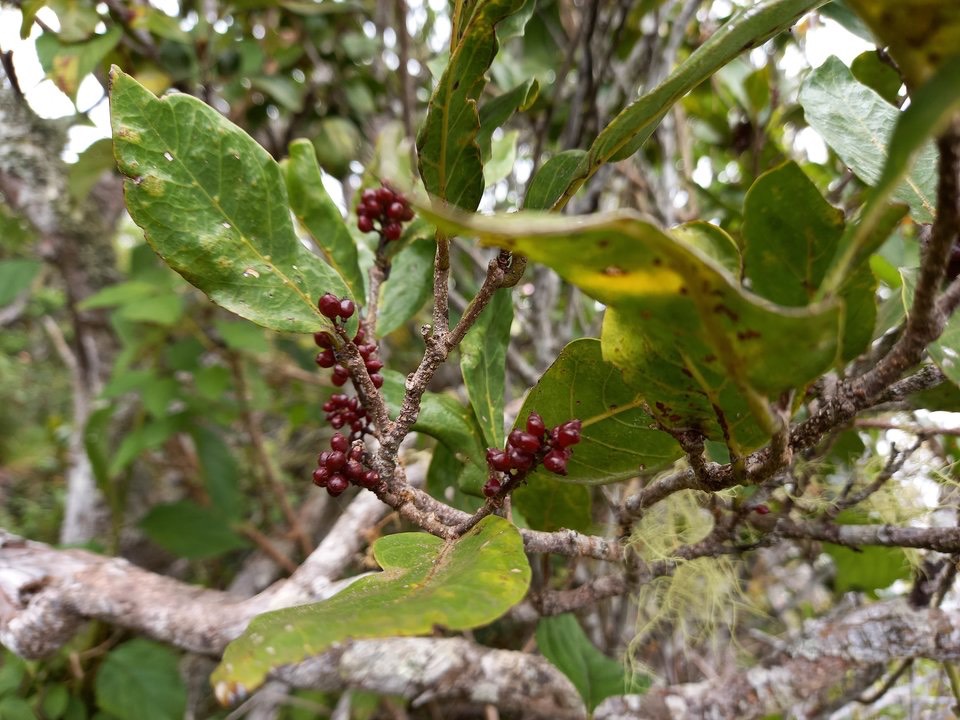 Antidesma madagascariense - Bois de cabri blanc - PHYLLANTACEAE - Indigène Réunion