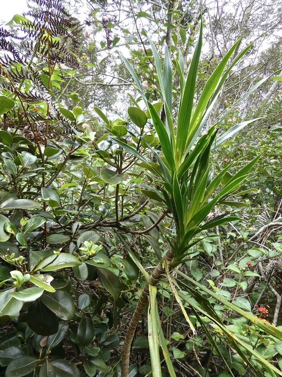 Bois de fer bâtard .Sideroxylon borbonicum à gauche et bois de chandelle Dracaena reflexa à droite P1010721