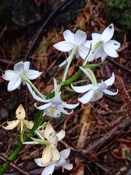 Calanthe sylvatica - EPIDENDROIDEAE - Indigène Réunion - 141950