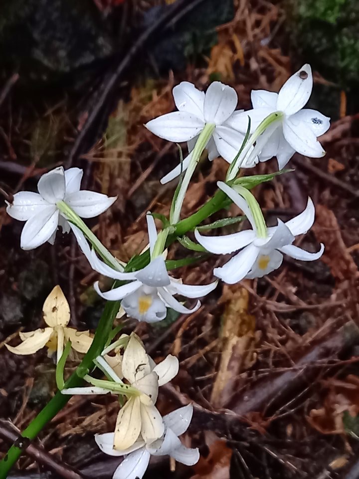 Calanthe sylvatica - EPIDENDROIDEAE - Indigène Réunion - 141950