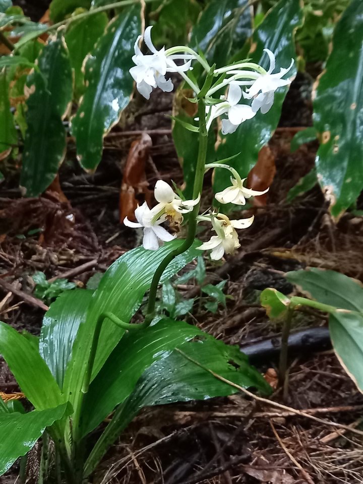 Calanthe sylvatica - EPIDENDROIDEAE - Indigène Réunion - 141446