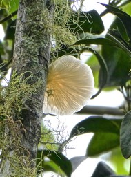 champignon P1010585