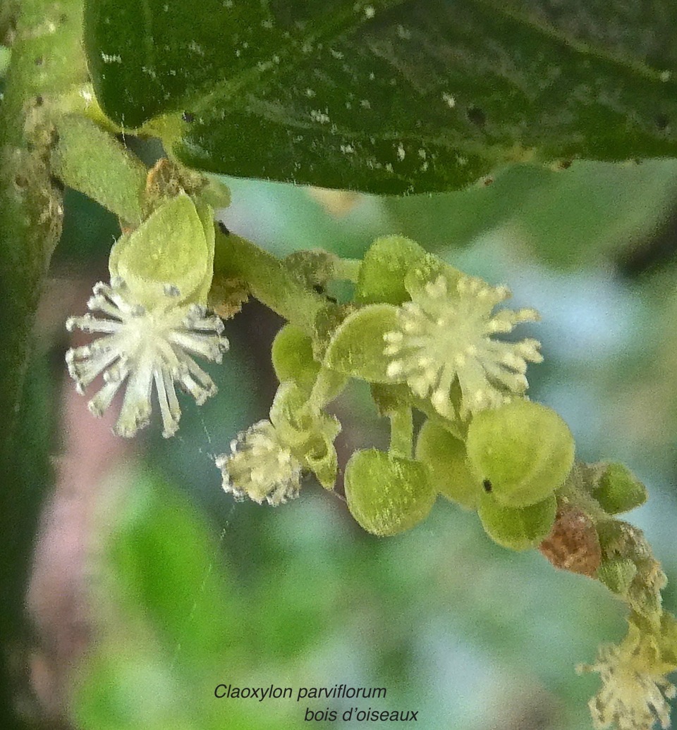 Claoxylon parviflorum.bois d'oiseaux.(inflorescence .  fleurs mâles   .)euphorbiaceae.endémique Mascareignes.P1010654