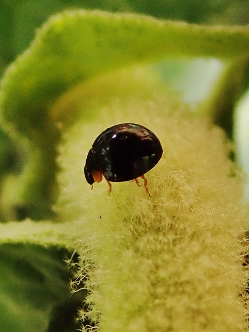 Exochomus laeviusculus (6)