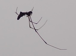 Mâle Argyrodes dans toile Nephilingis (5)