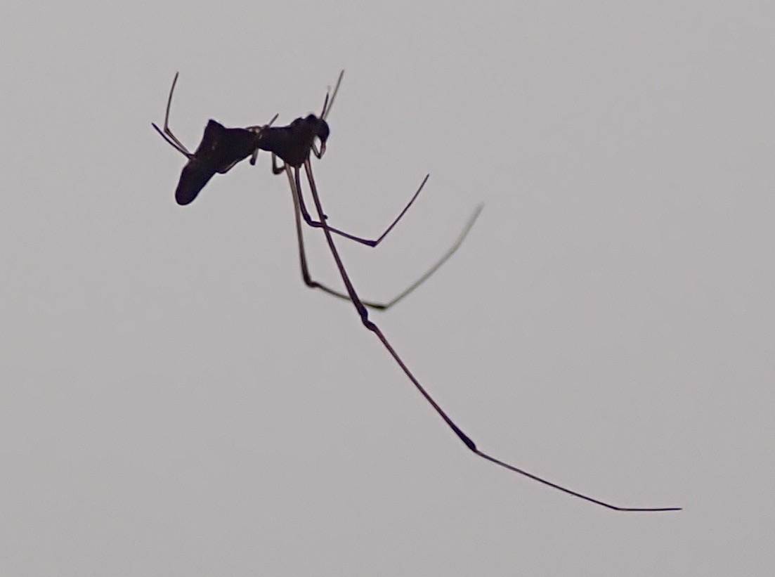 Mâle Argyrodes dans toile Nephilingis (5)
