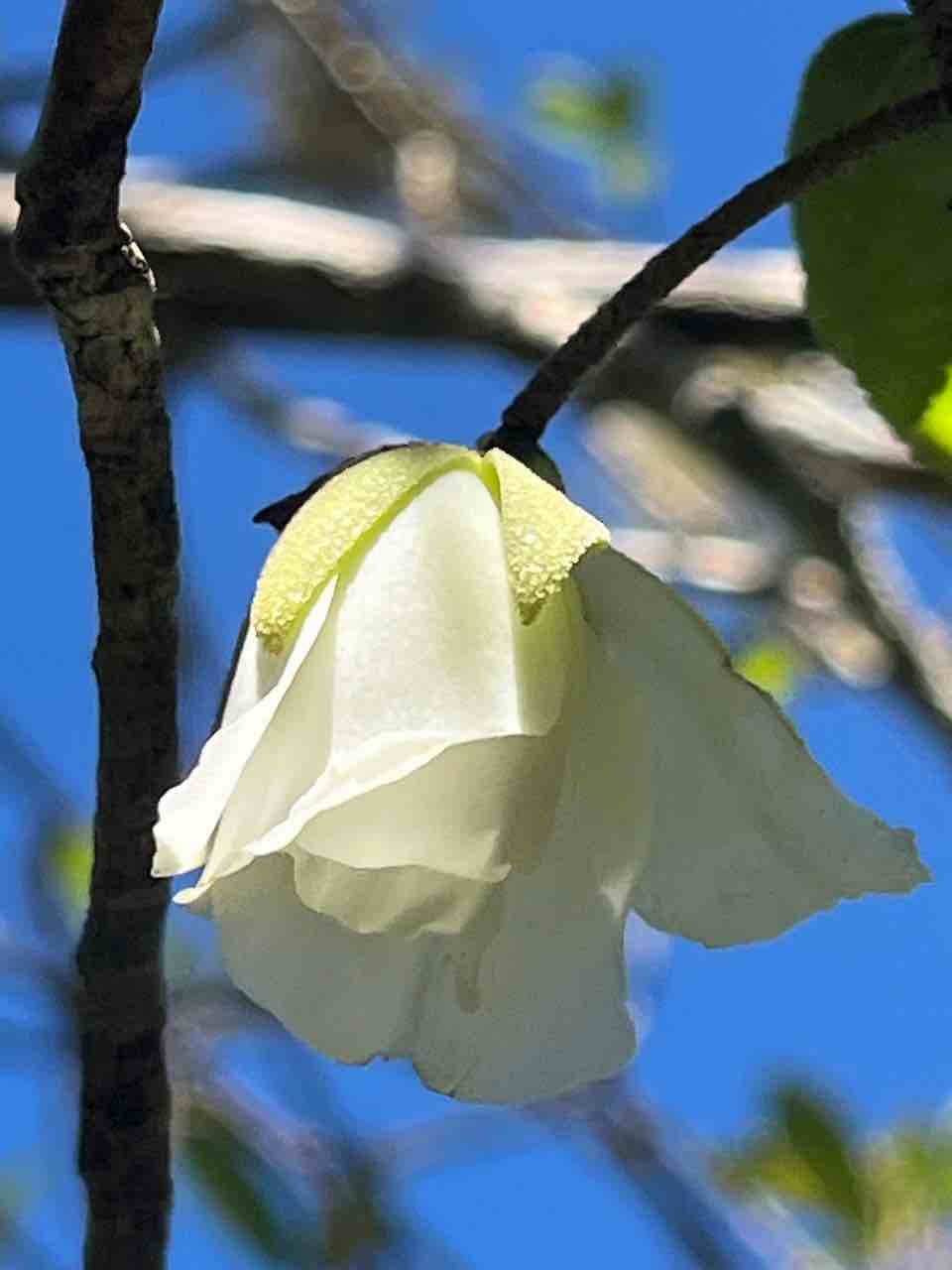 18. Fleur de Trochetia granulata Bois clochette Malvaceae ENDEMIQUE LA REUNION