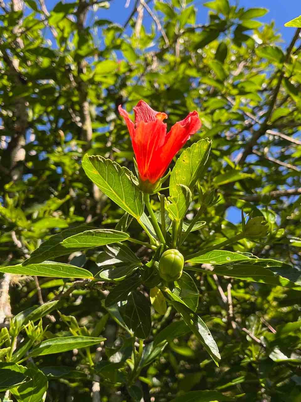 9. Fleur de Hibiscus igneus Foulsapate marron Malvaceae ENDEMIQUE LA REUNION