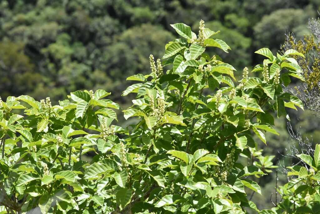 Allophylus borbonicus-Bois de merle-SAPINDACEAE-Endemique Mascareignes