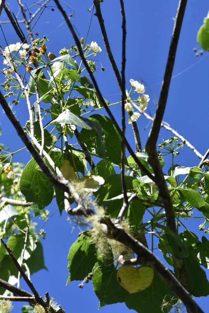 Dombeya elegans var. virescens-MALVACEAE-Endemique Reunion